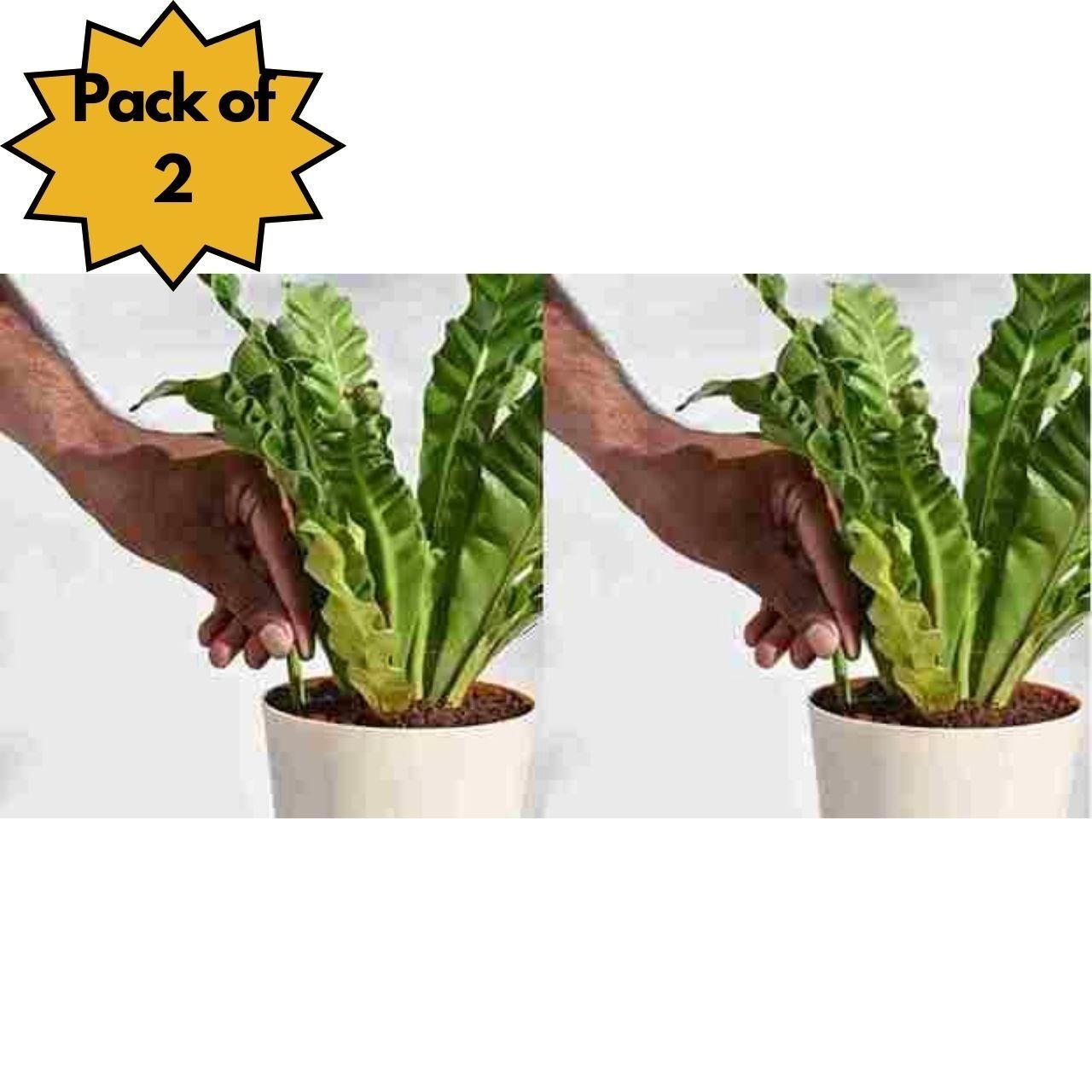 Plant Grow Fertilizer Sticks For Plants - 50 Stick (Pack of 2 & 4 available)